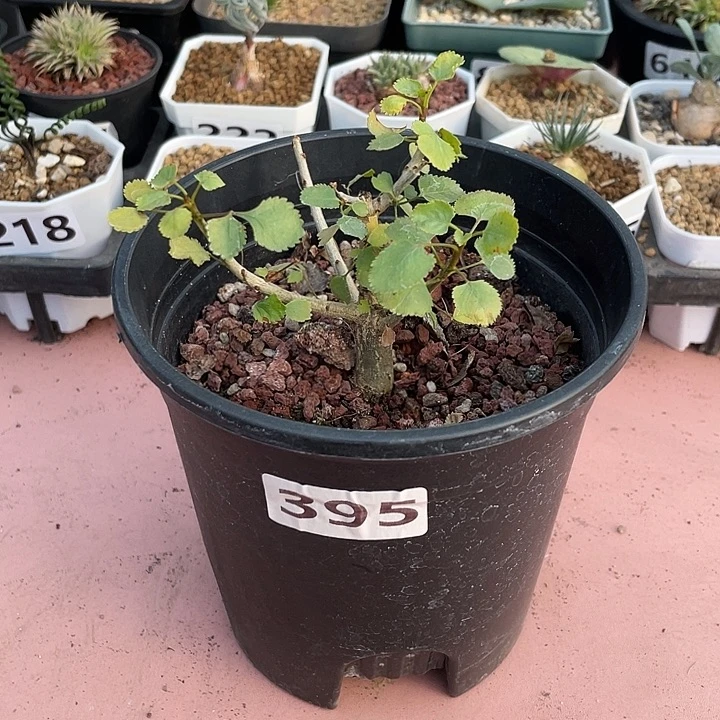 395纳马没药橄榄，