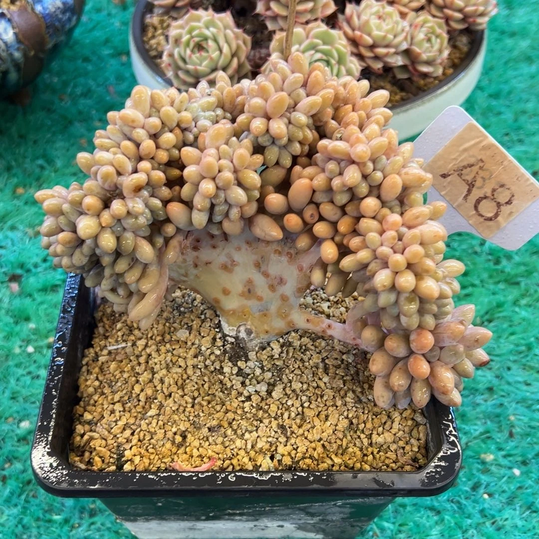 婴儿手指缀，，，，，，，，，，，，，