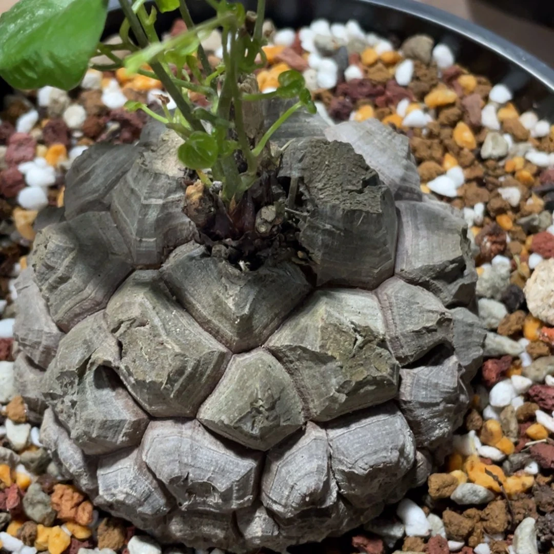 定养，龟甲龙一物一拍