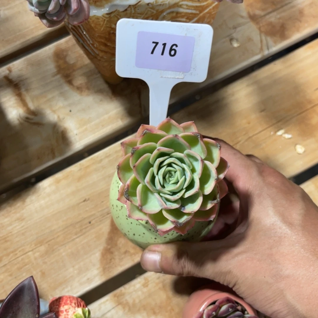 .***呵云尘多肉一物一拍716