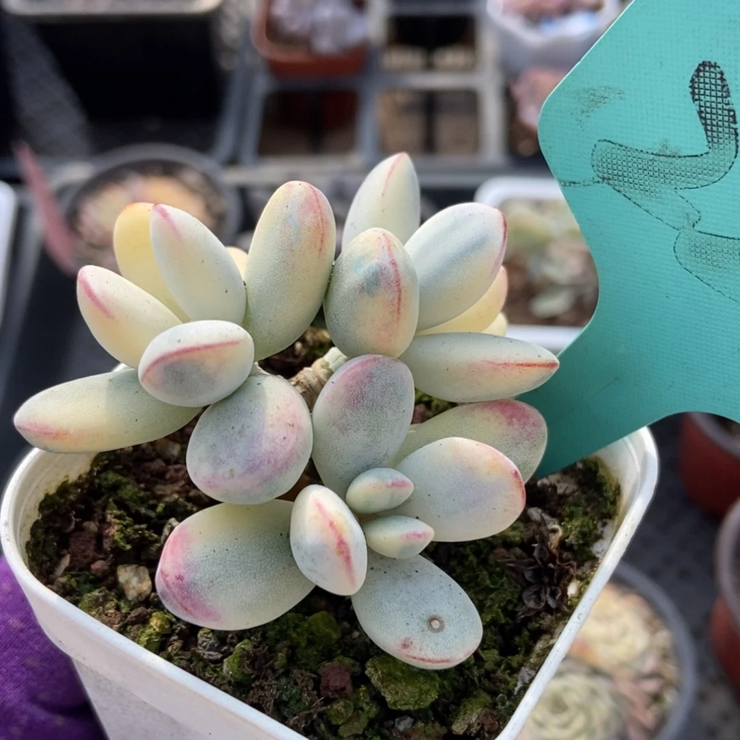 221福娘锦多肉植物保护