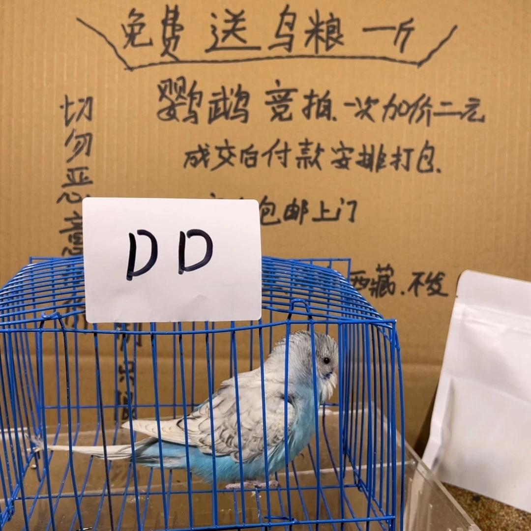 虎皮鹦鹉哈哈哈哈哈哈哈哈