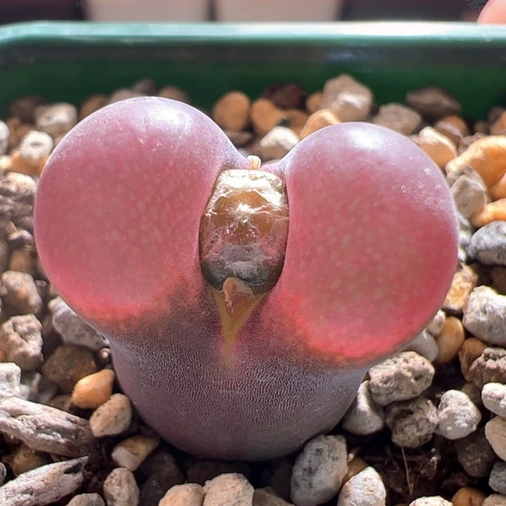 A967.  优选超红窗五年母本矮墩墩。