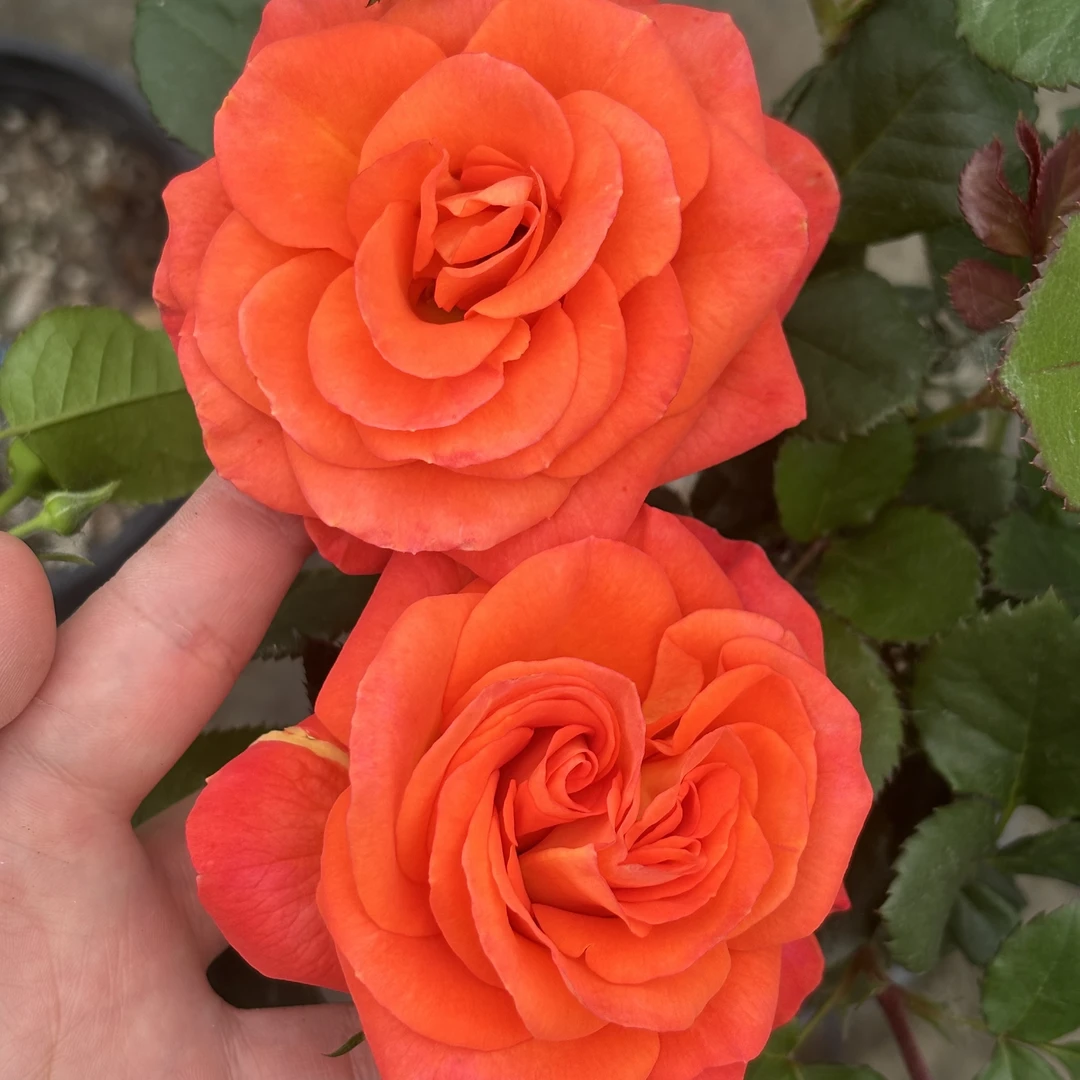 金牛座多头勤花抗病耐热直立多季节重复开花大花浓香阳台庭院盆栽