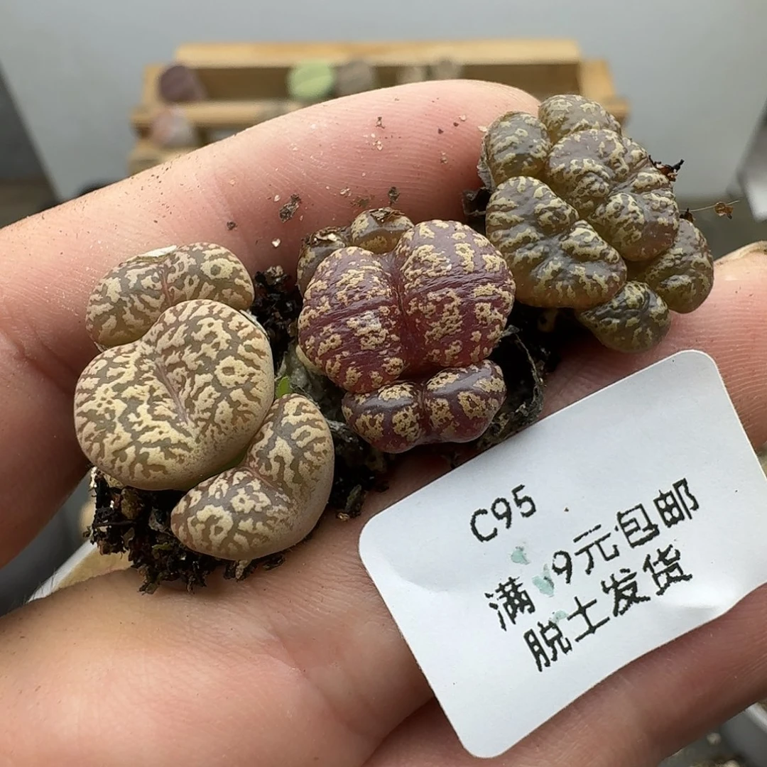 95多肉哈哈哈哈哈哈哈