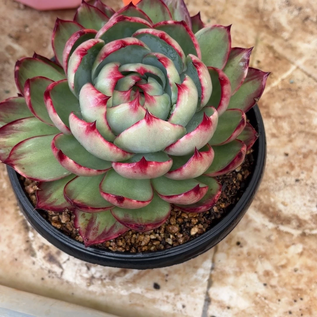 多肉惊鸿仙子2414