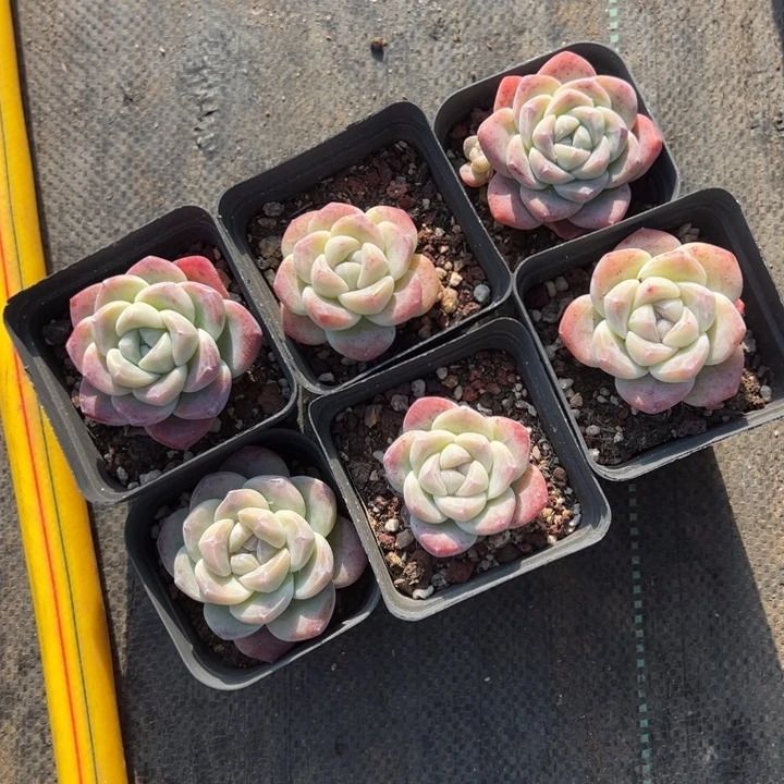 冰玉单头到手2颗量拍多肉满18元包邮下午发货