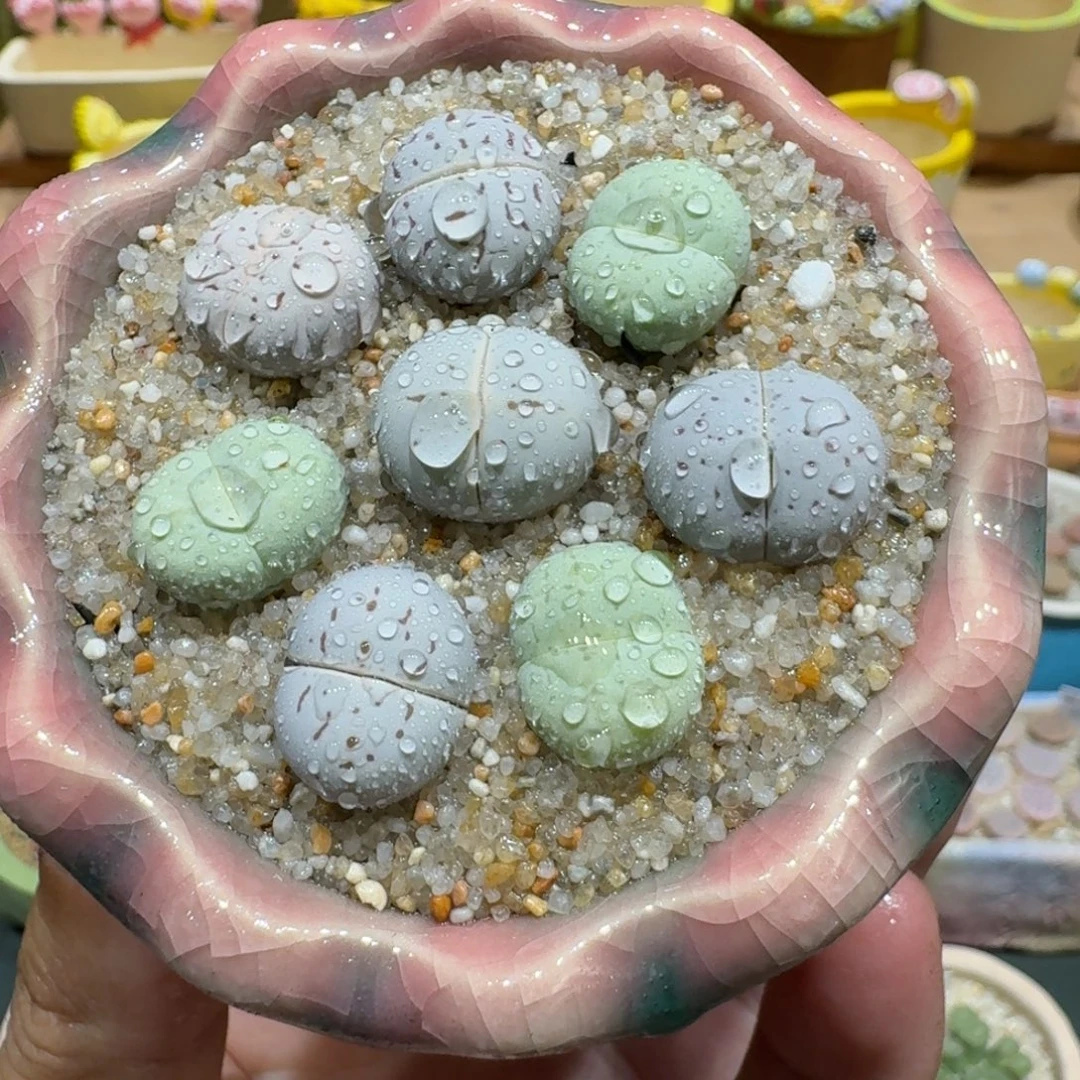 蘑菇1139大白彩拼多肉植物