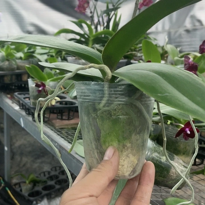 当前无花栽培后可以开花彩虹独角兽