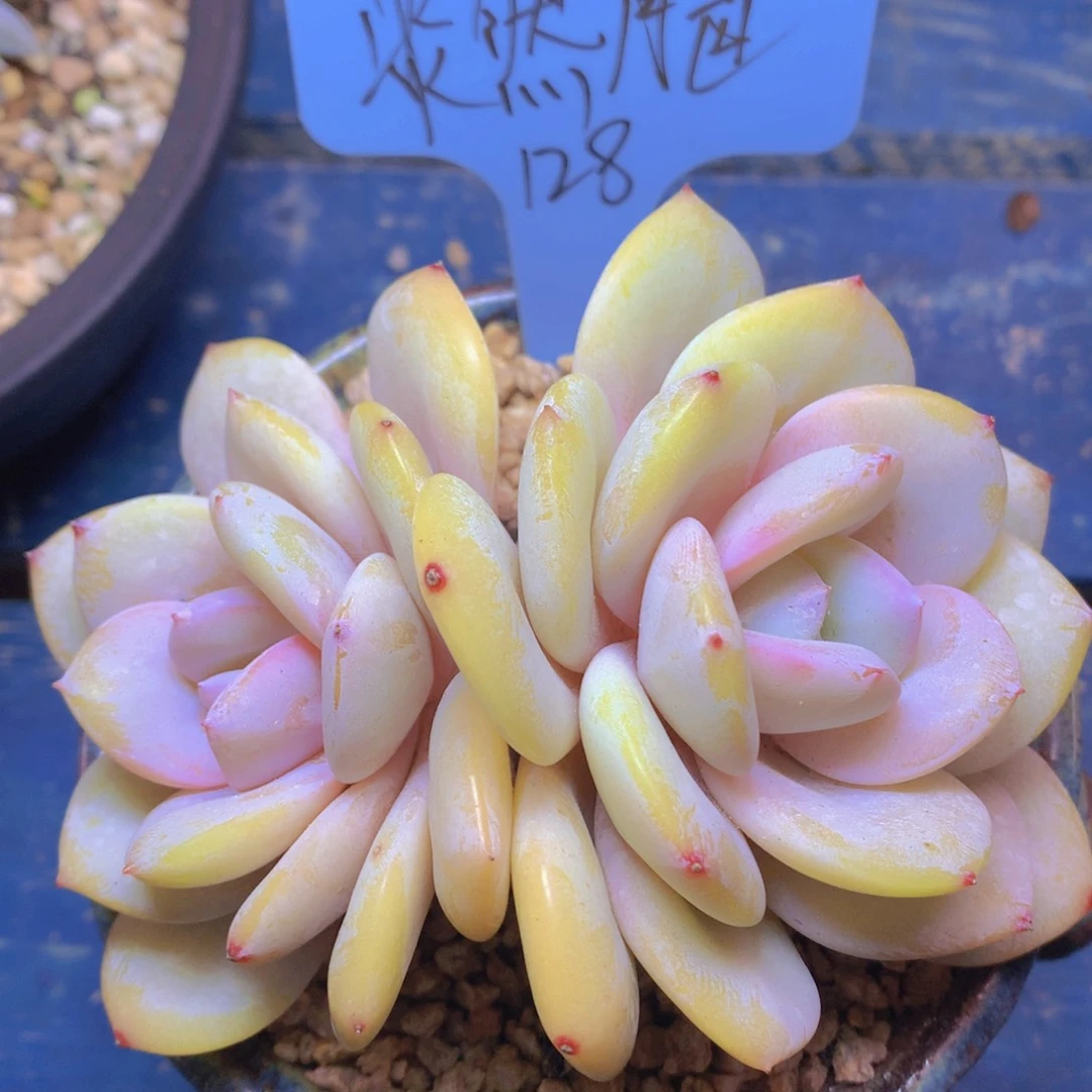 我家的小姐姐们都是我的小可爱