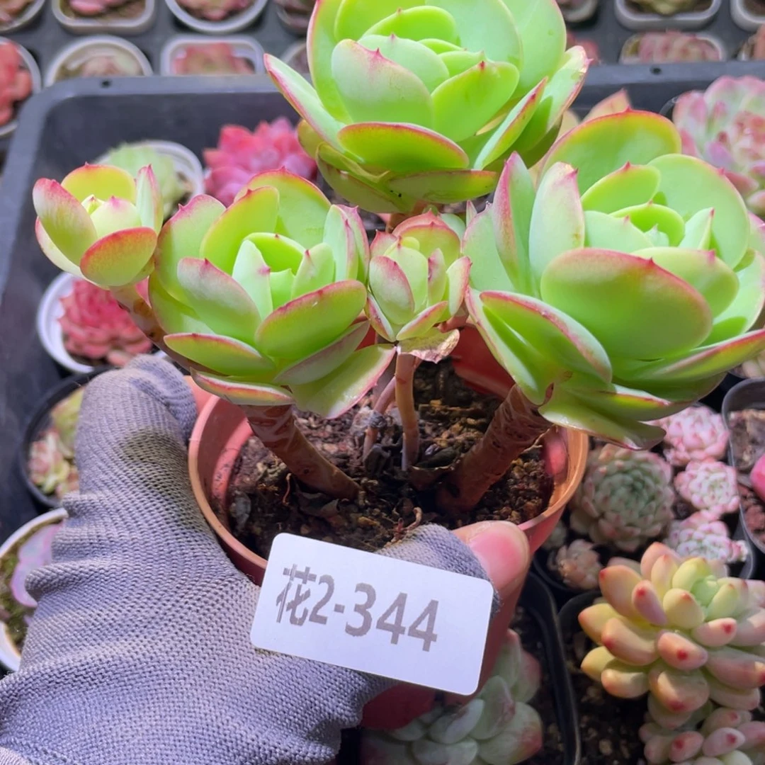 花利美2-344碧桃群