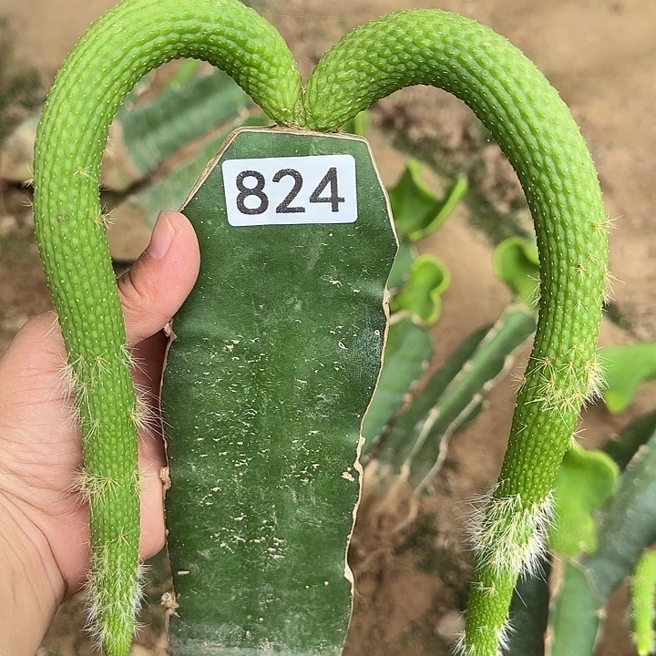 季***末无花朵嫁接青蛇尾巴824