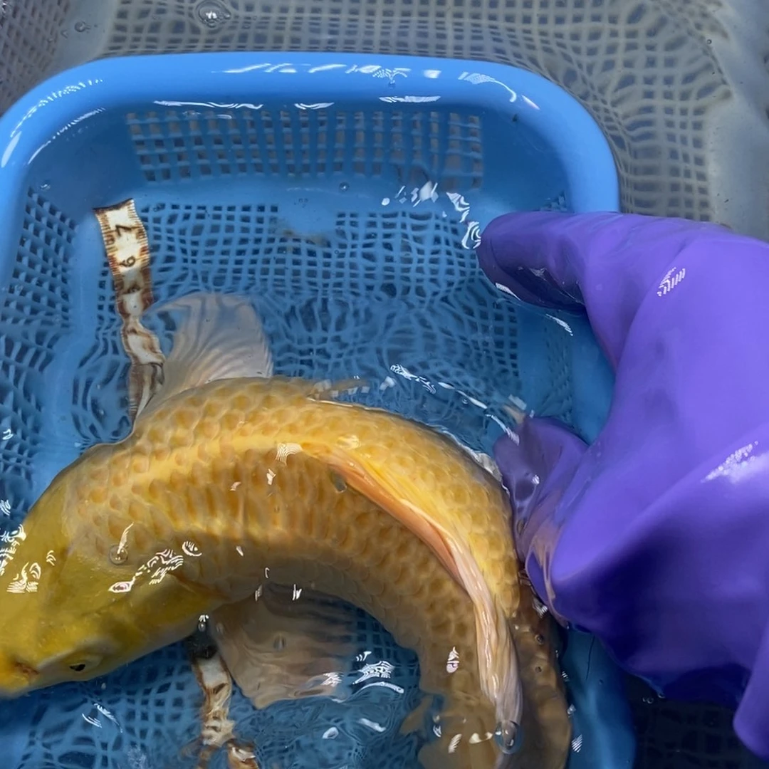 锦鲤冷水锦鲤包邮