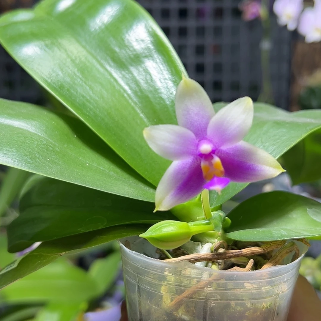 大部分开放少量花苞