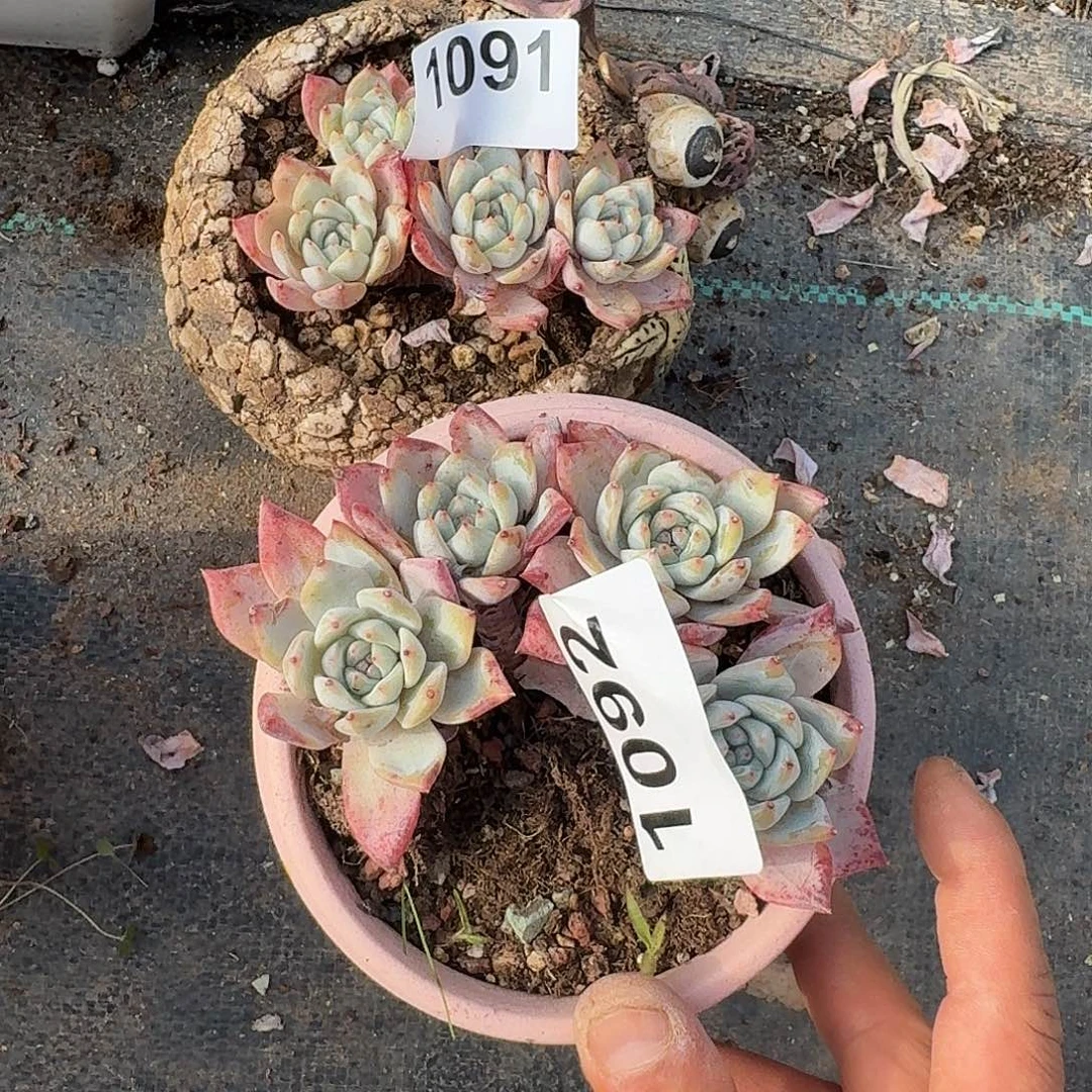 羊*碗3164646464646464616161616