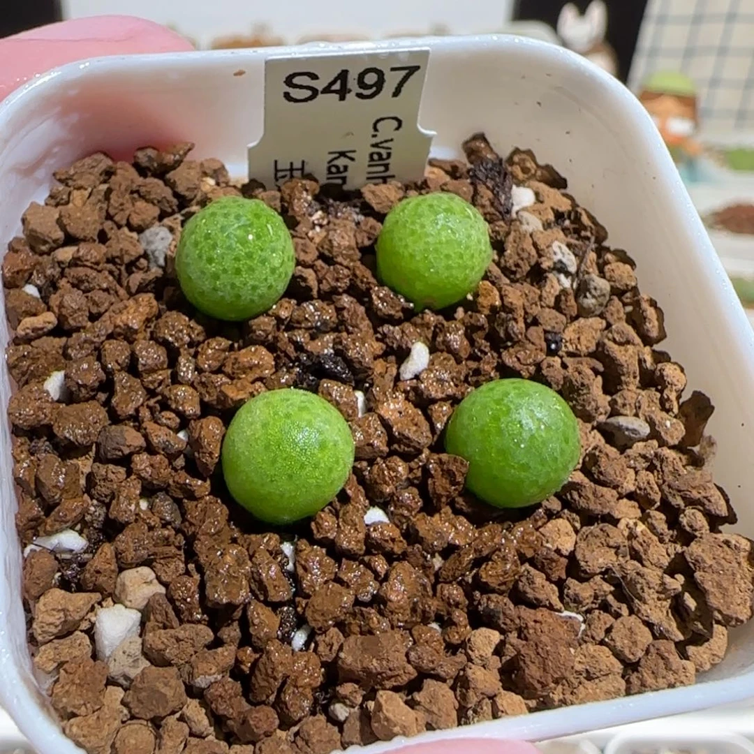 肉锥多肉植物组合-玉米一盆1396