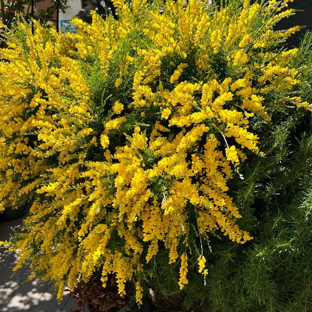 黄金雀盆栽庭院阳台观花植物多年生四季花卉耐寒美观金雀花苗好养