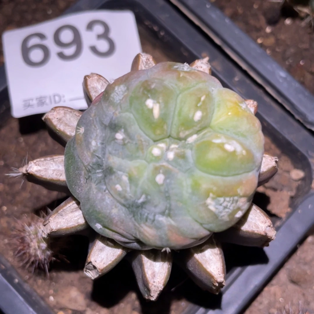 怪胎锦693 仙人球