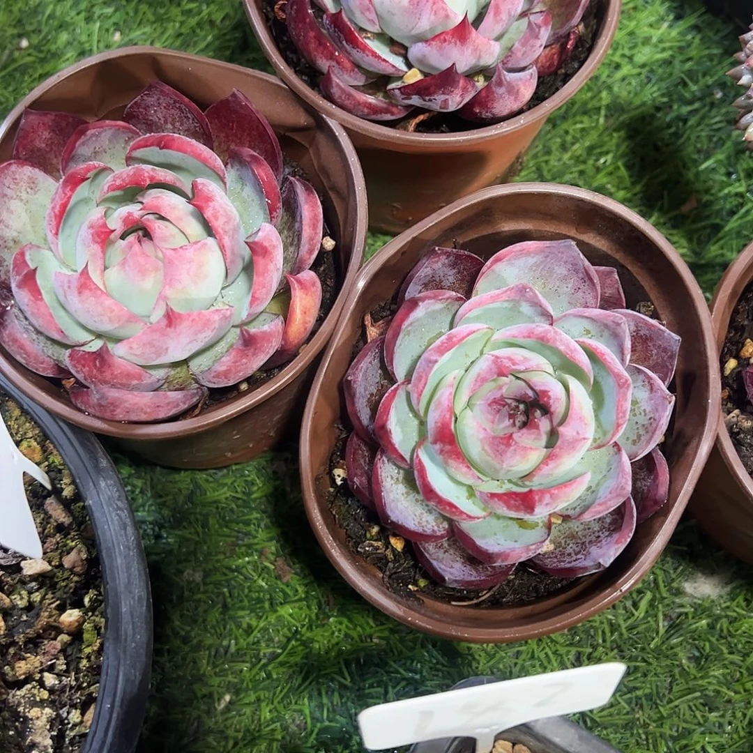 惊鸿仙子多肉植物