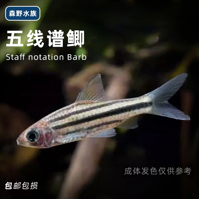五线谱鲫鱼冷水原生群游小型观赏鱼