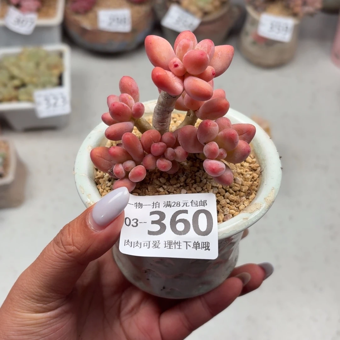 樱花奶多肉无盆土发货