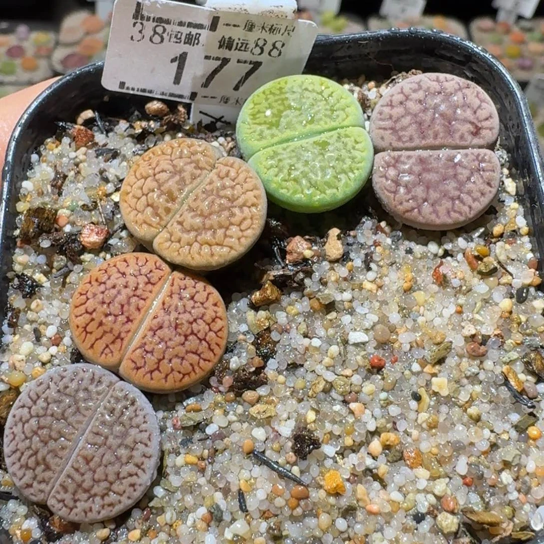 Sss清仓便宜出了177