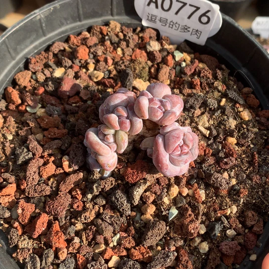 夯***夯A0776 突尼斯老桩 迷你号 6cm
