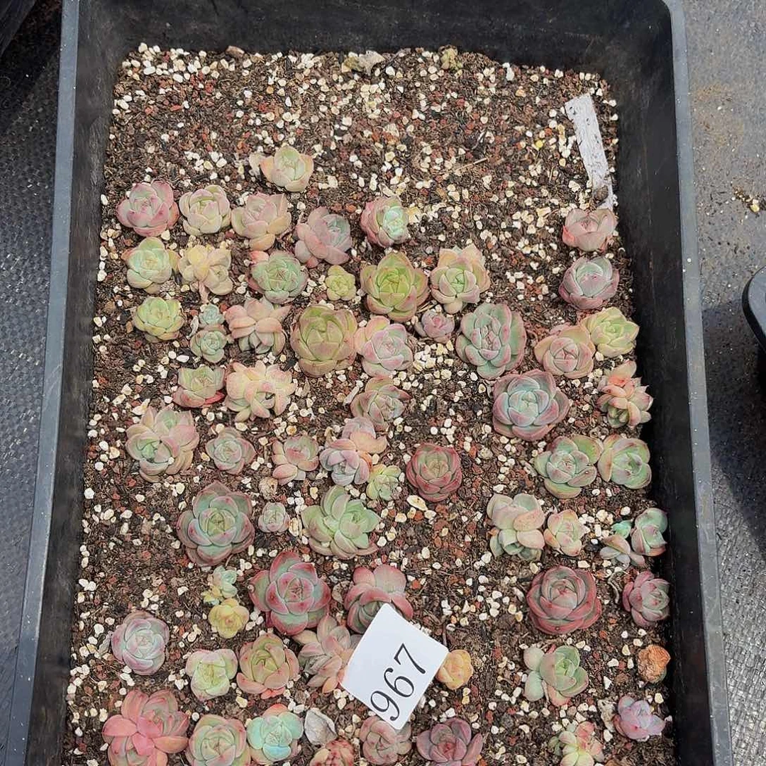 双**鱼多肉植物多肉植物967补差