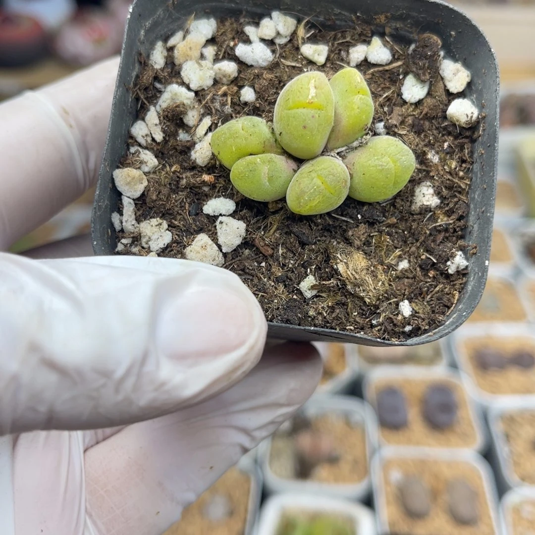 多肉植物一物一拍37