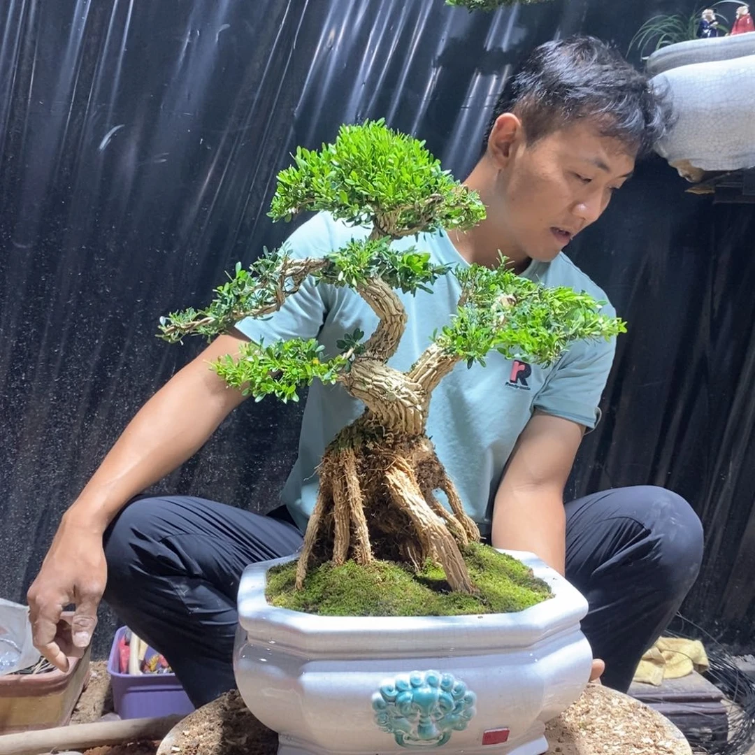 无花朵广东雀舌黄杨盆景