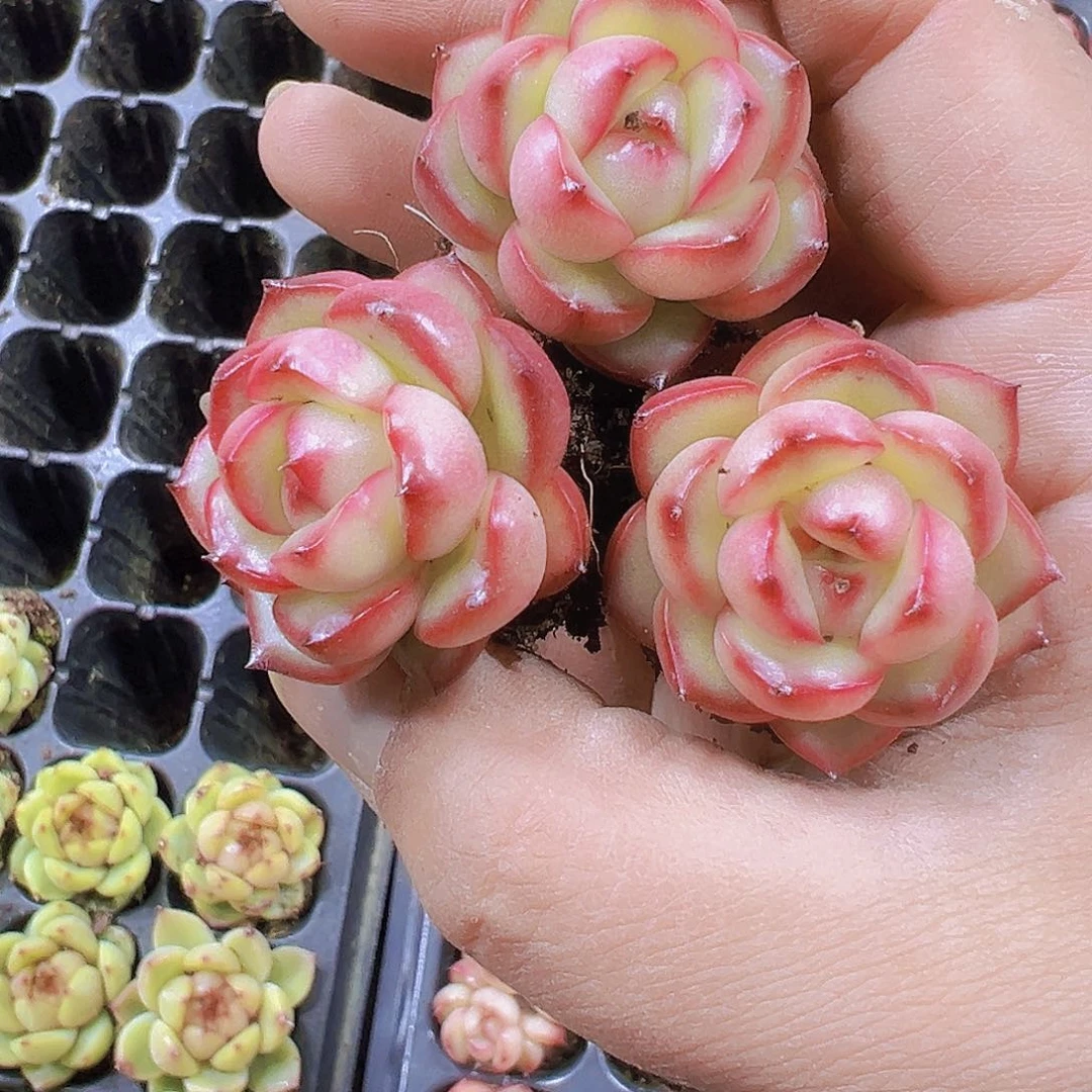 万宝龙3个19包邮