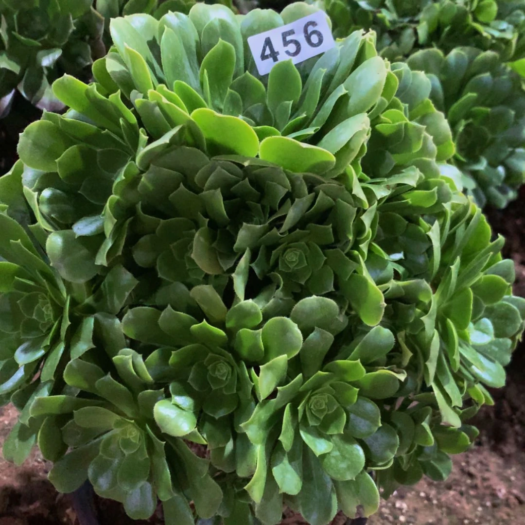 【闪购商品】456绿杨蓉多肉