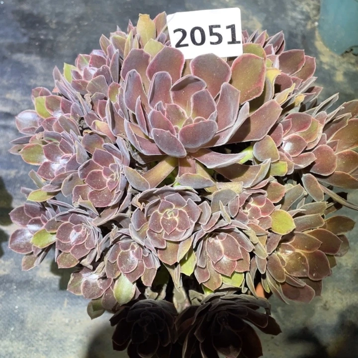 恶魔之吻2051号多肉植物