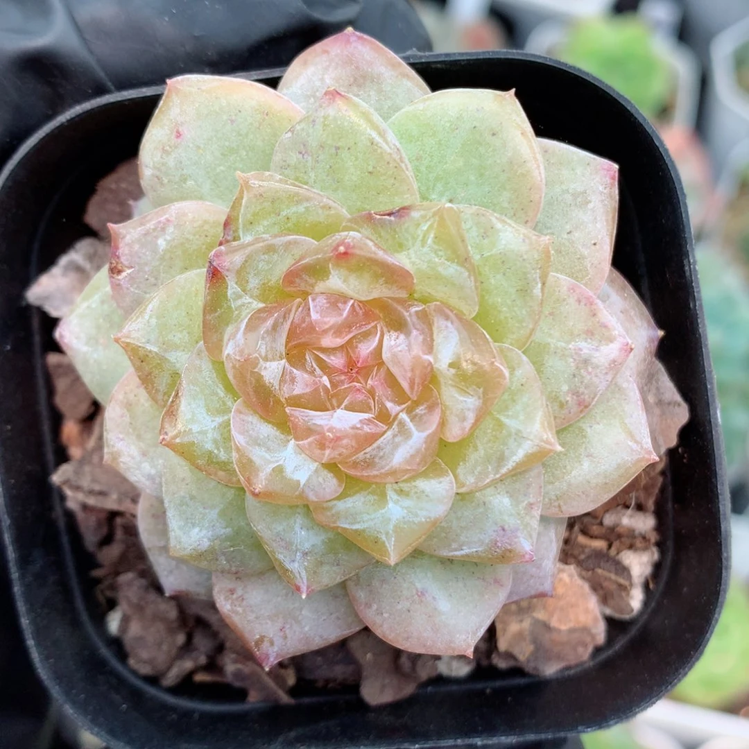 58包邮  群生不包整糖心95