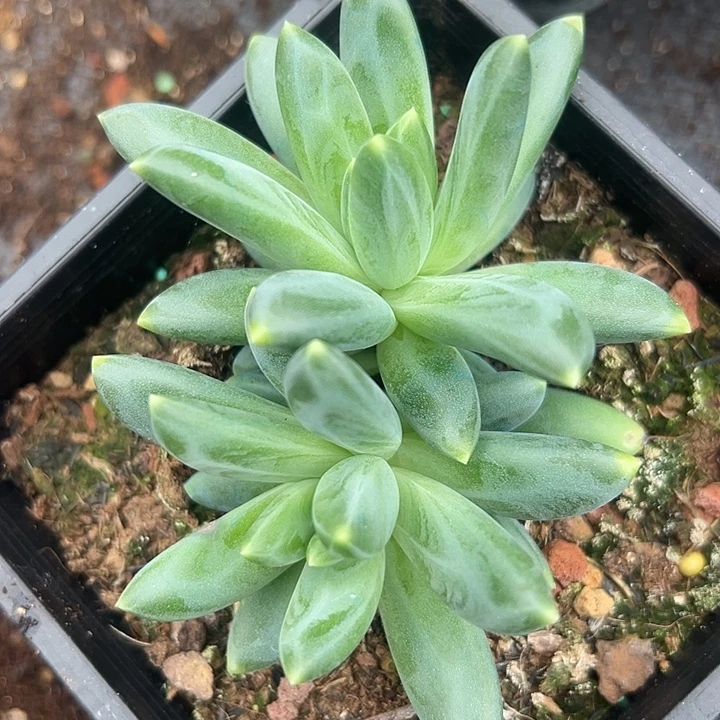 帝尔曼双头美人一物一拍