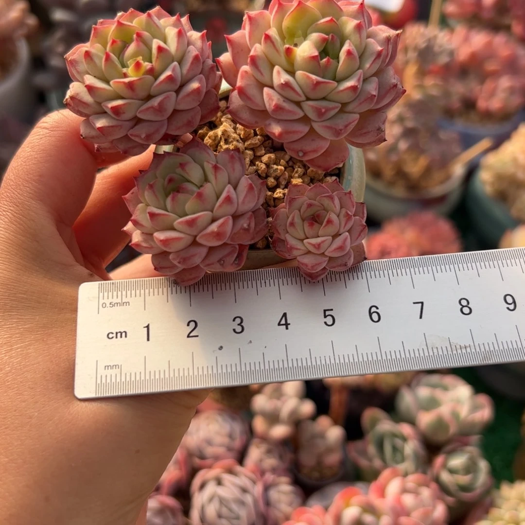 贝**姐321 多肉植物组合