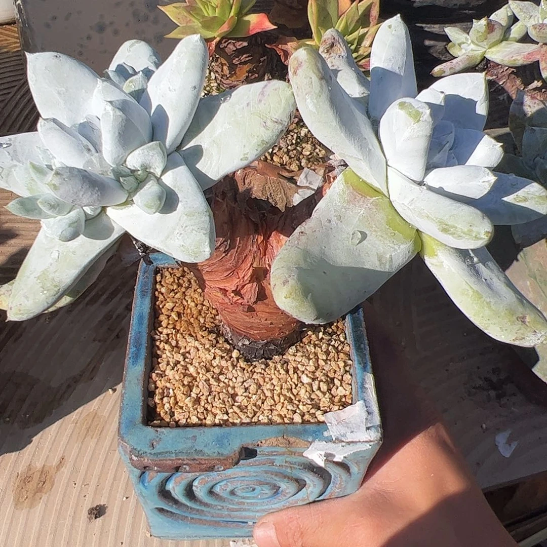 3935海星叶拇指仙女杯