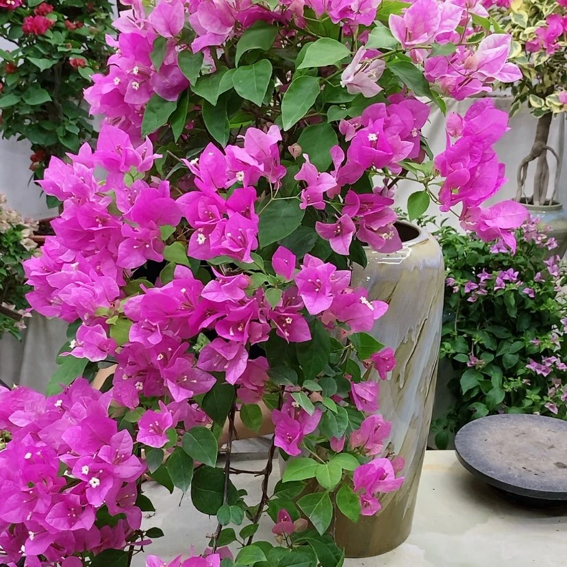 【闪购商品】完全开放