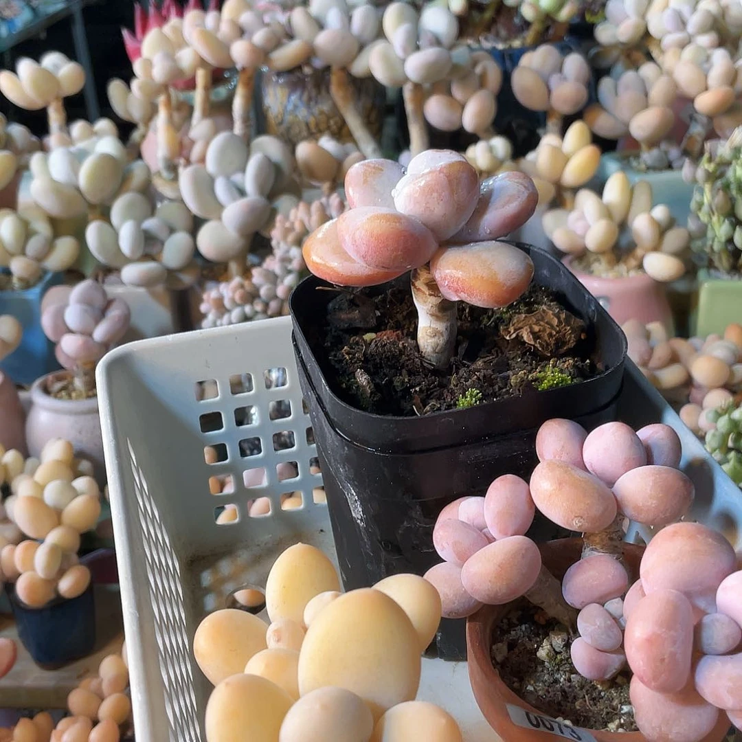 发***橙多肉植物的生长发育和