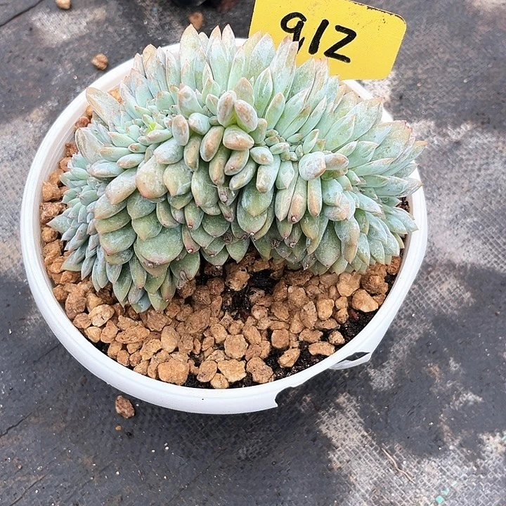 白***欢高柿子912号码牌子的话题