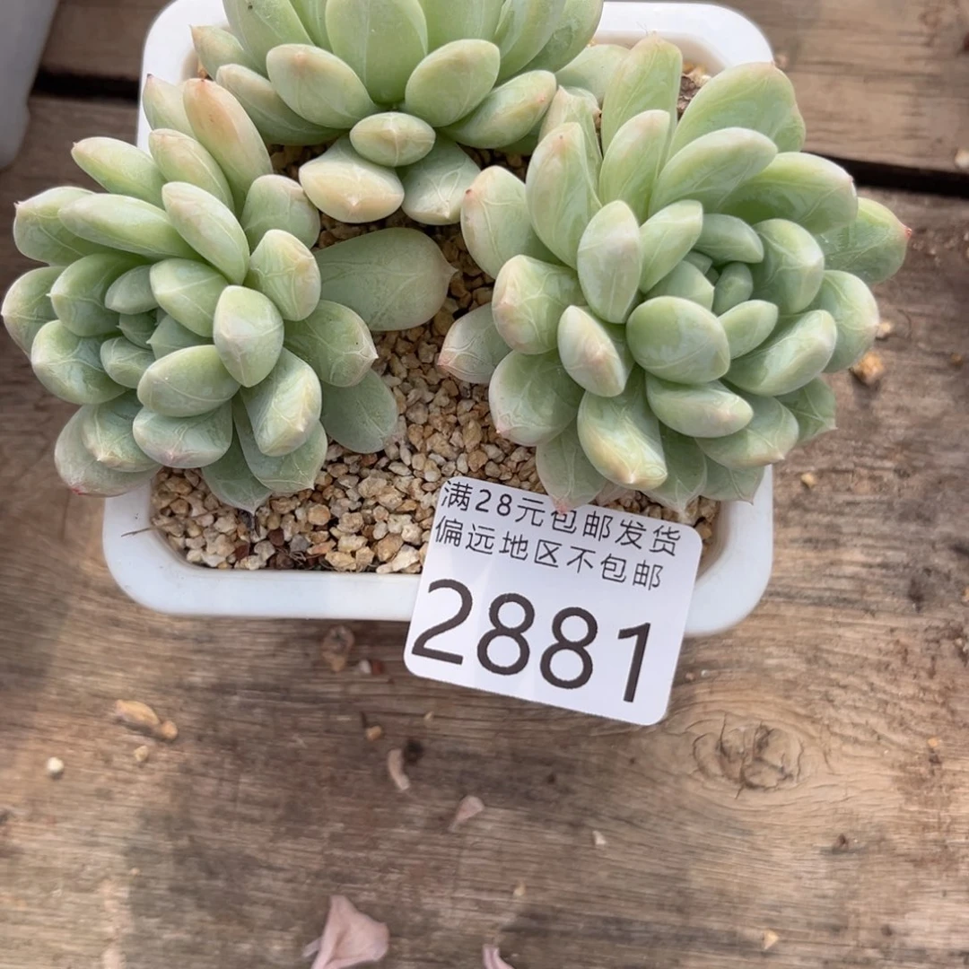 大2881（d h f b vb n