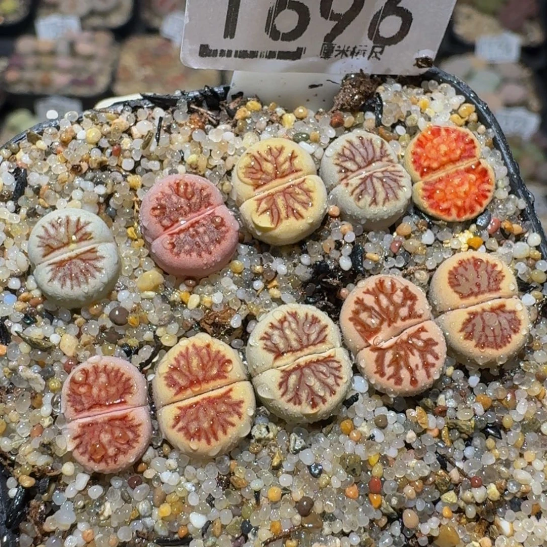 zzzz生石花肉锥1696