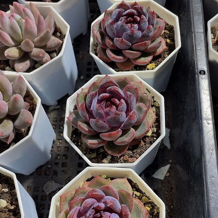 黑橙子带盆土发货