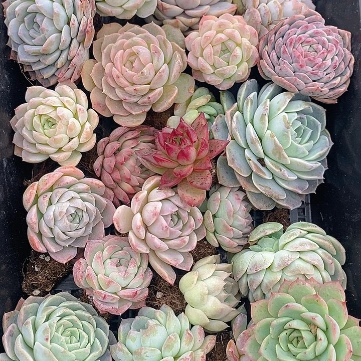 60 多肉植物盆栽花卉植物