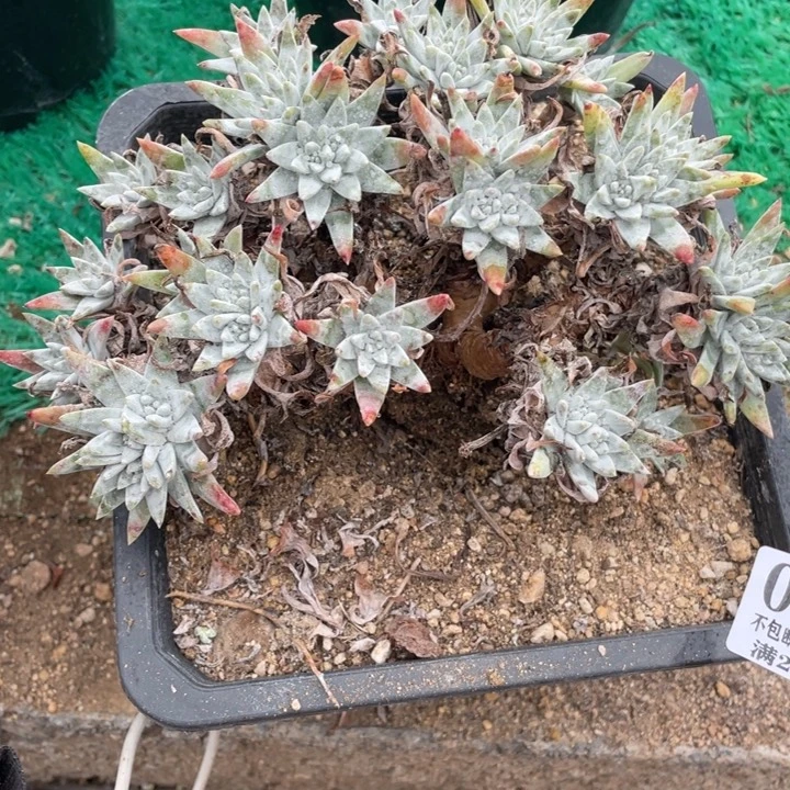 411号流丹白菊多肉植物有微瑕