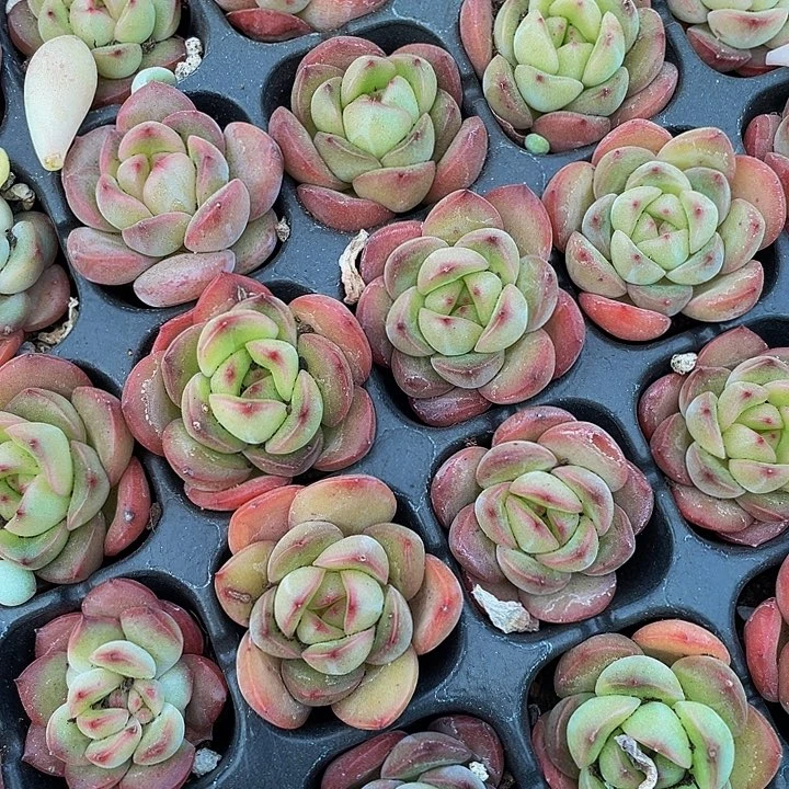 小肉酱玫瑰1元带土发