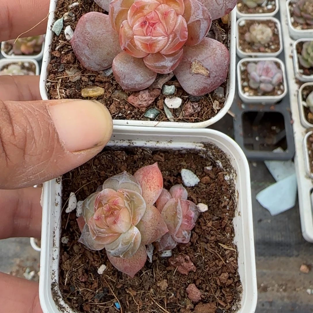 小***野小卡拉米糖心一物一拍