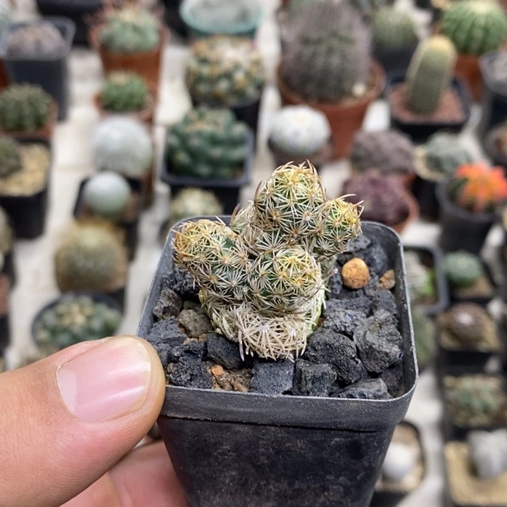 紫王子群特价福利