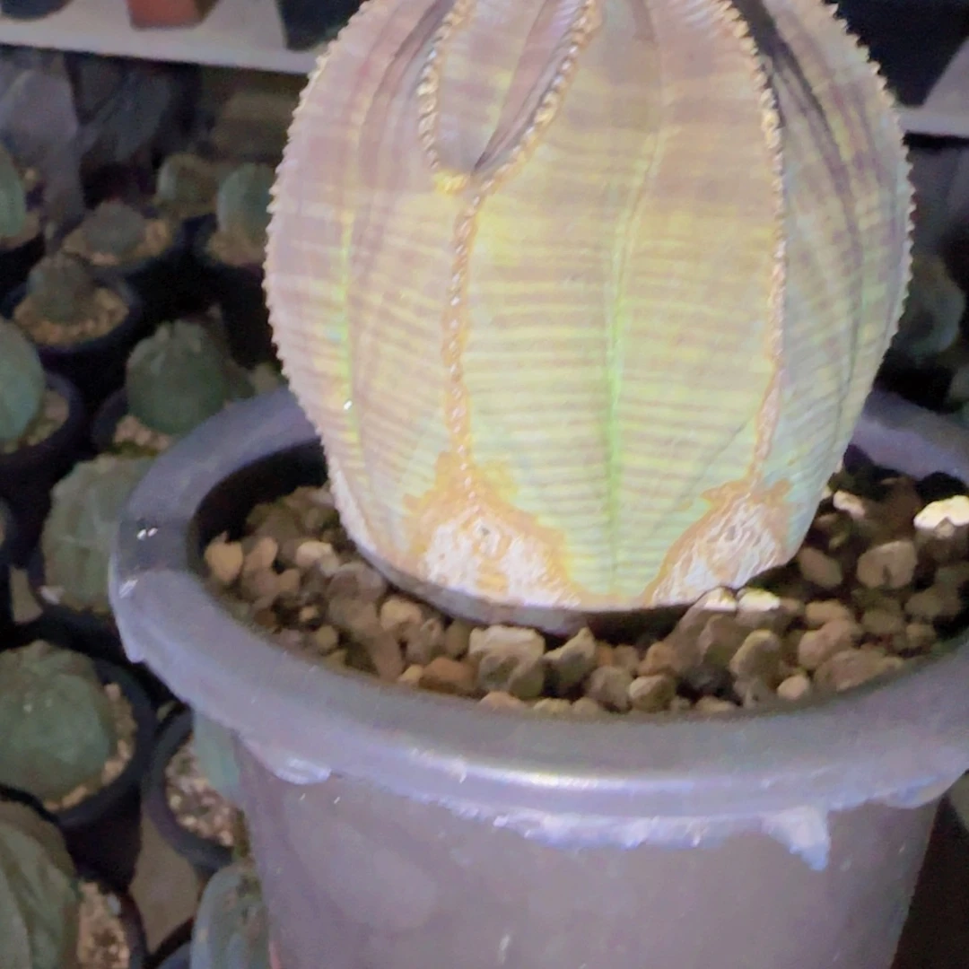 Y块根植物块根植物