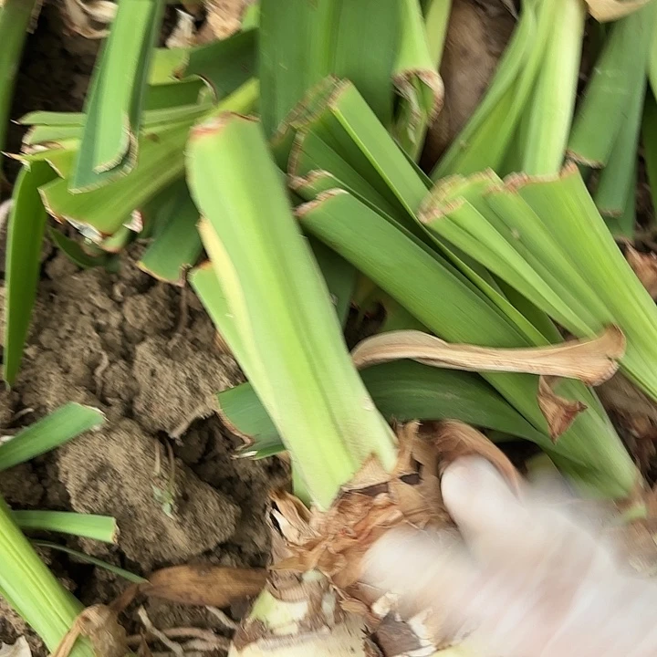 无花朵杂交五颗开花不售后